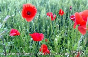 etreproactif-Coquelicots.35.35