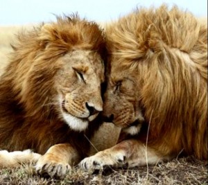 Être proactif Amour Lion