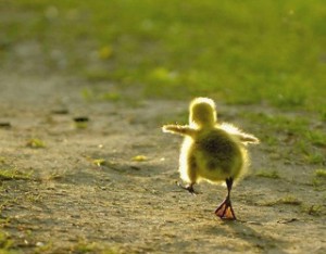 Être proactif Poussin