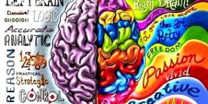 Cerveau Choix1