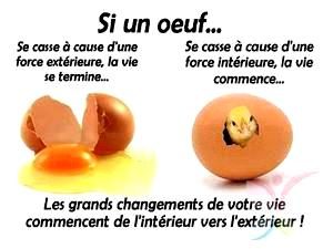 Changement Oeuf poussin1