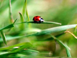 Coccinelle Instant présent1